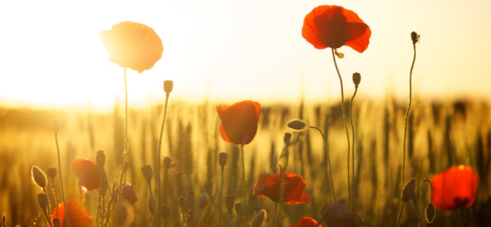 ANZAC Day Closures