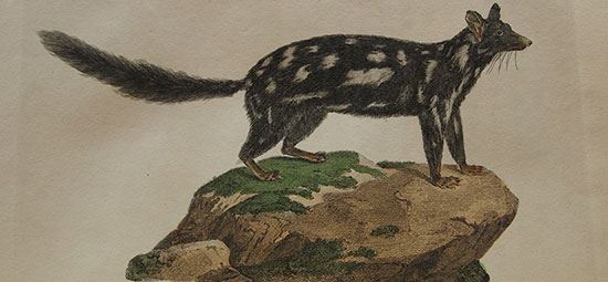 Special Collections